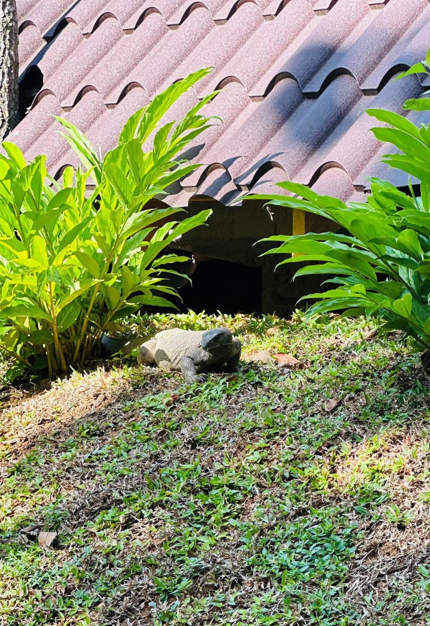 The Triangle * Tangalle